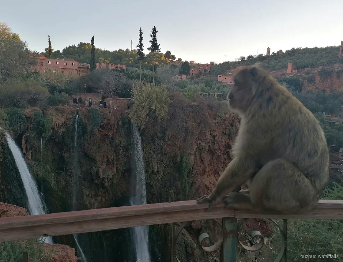 Grup reduït fent el camí de baixada a les Cascades d'Ouzoud des de Marràqueix