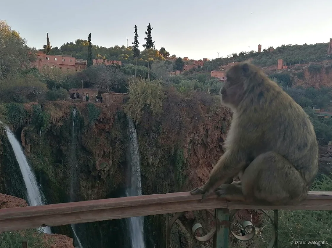 Grupo reducido caminando por el sendero de bajada a las Cascadas de Ouzoud desde Marrakech