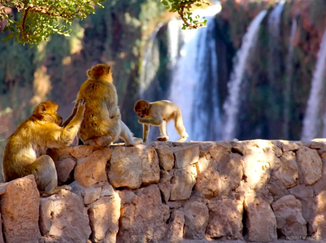 Pozas naturales bajo las Cascadas de Ouzoud en la excursión privada desde Marrakech